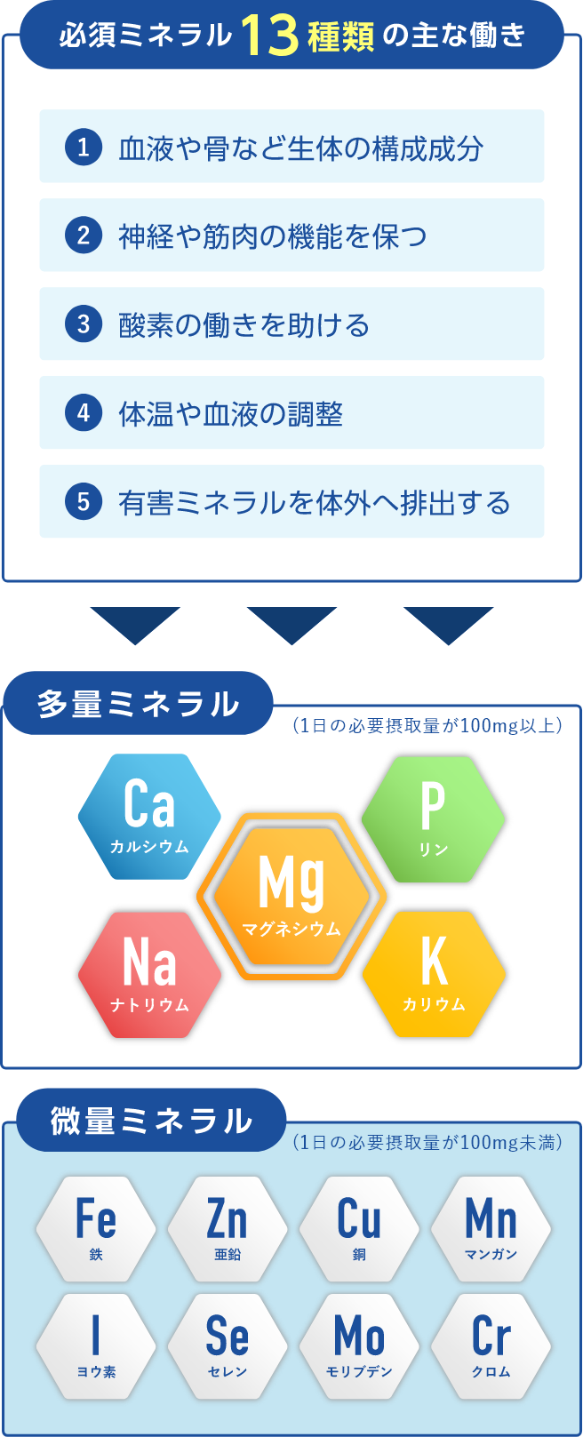 必須ミネラル13種類の主な動き